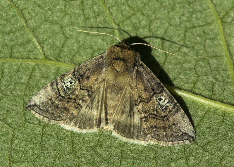 Tethea ocularis - Drepanidae